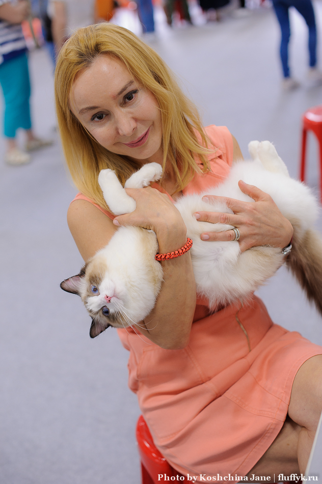Ragdoll cattery CareForPets