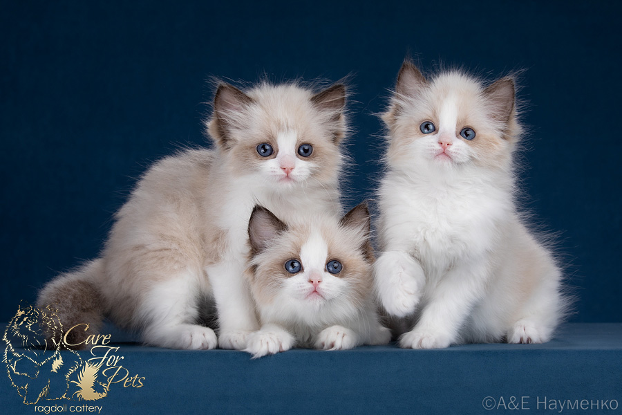 litter Q-2025 ragdoll kittens