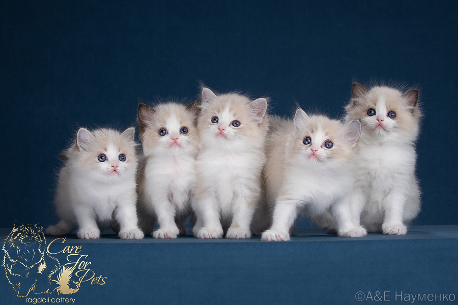 litter r-2024 ragdoll kittens
