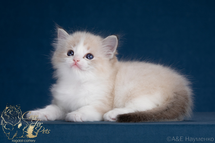 ragdoll kitten Rachel CareForPets