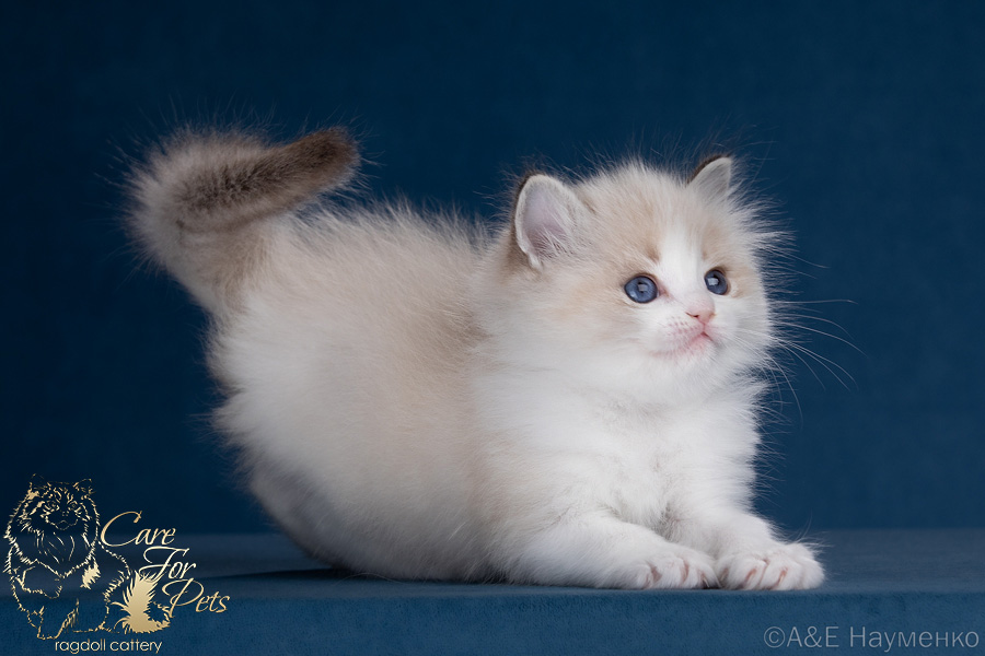 ragdoll kitten R'Mia CareForPets*RU