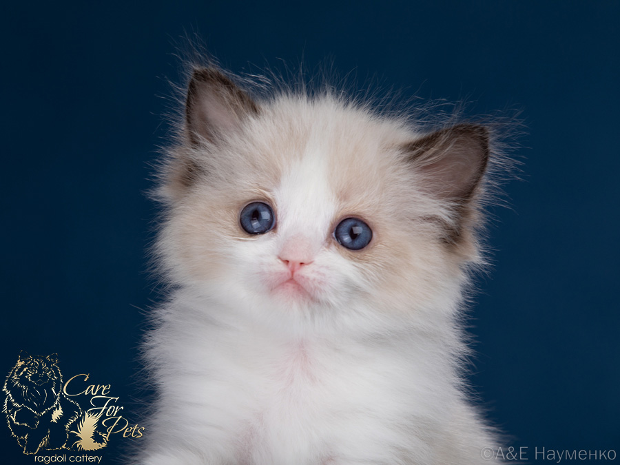 ragdoll kitten Rita CareForPets*RU