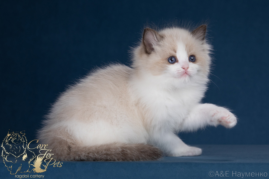 Ragdoll Kitten Romeo CareForPets*RU