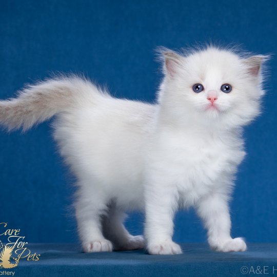 Фотоальбом / Photo Flame CareForPets - Кошки породы рэгдолл в Москве