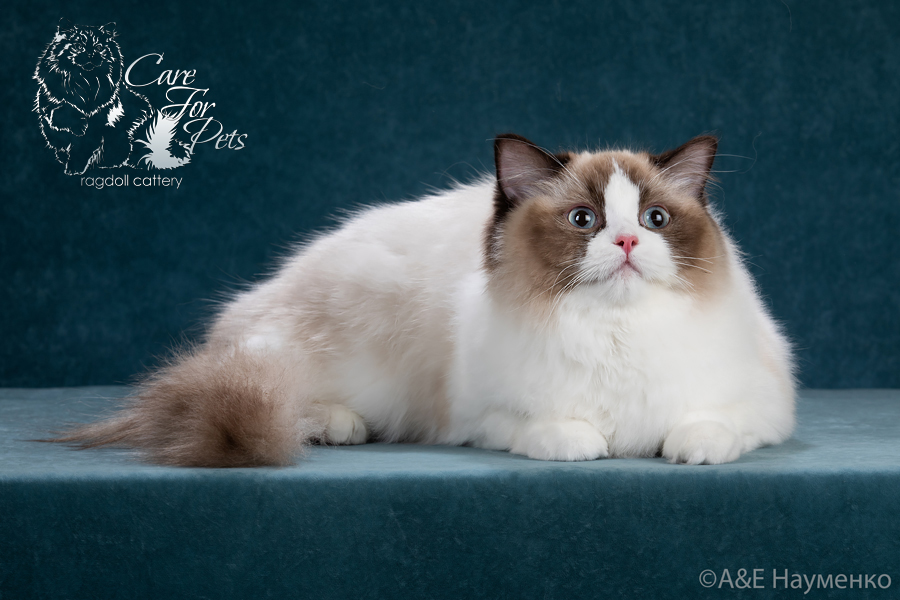 ragdoll  cat seal point bicolor