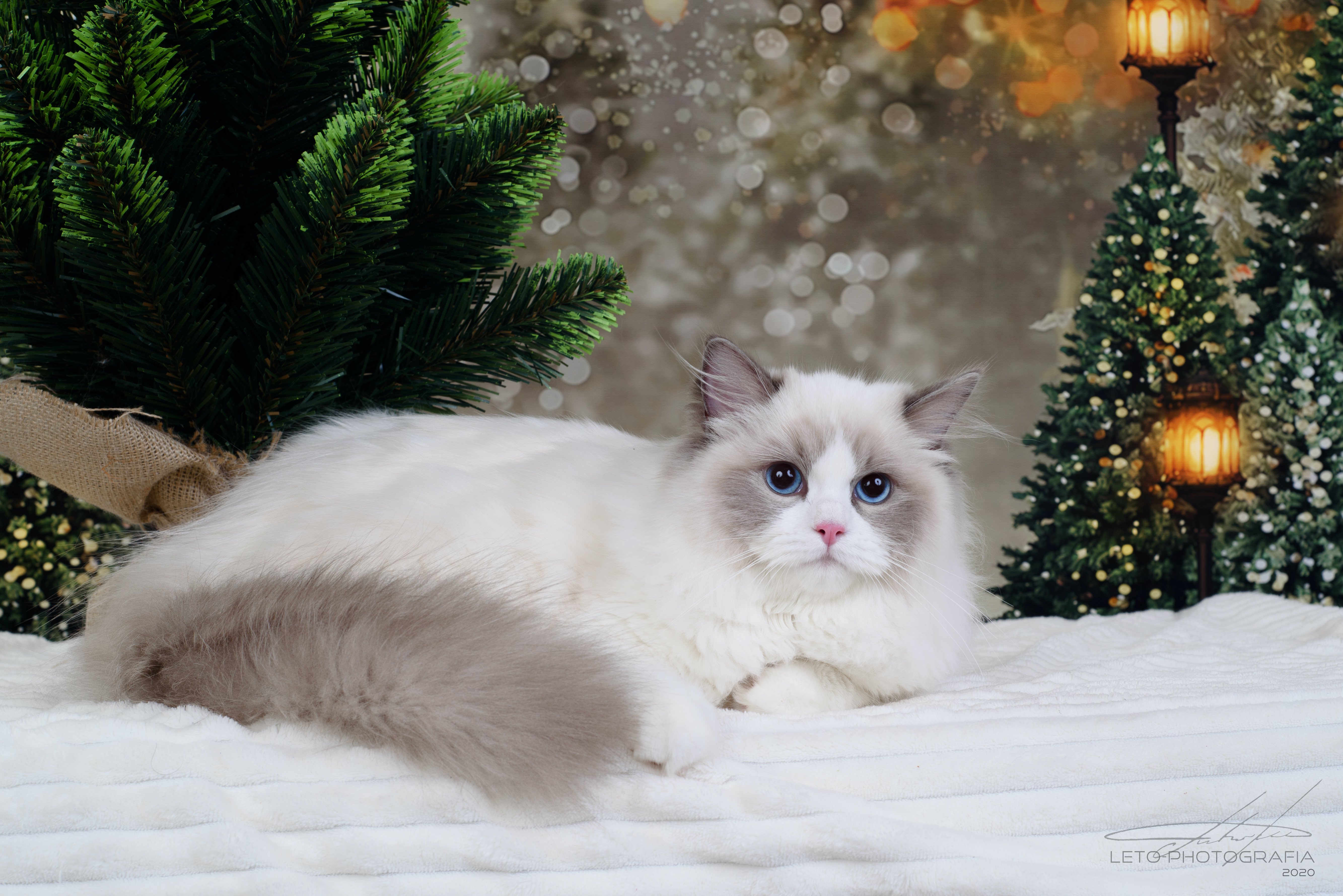 ragdoll  z-emily  CareForPets*RU