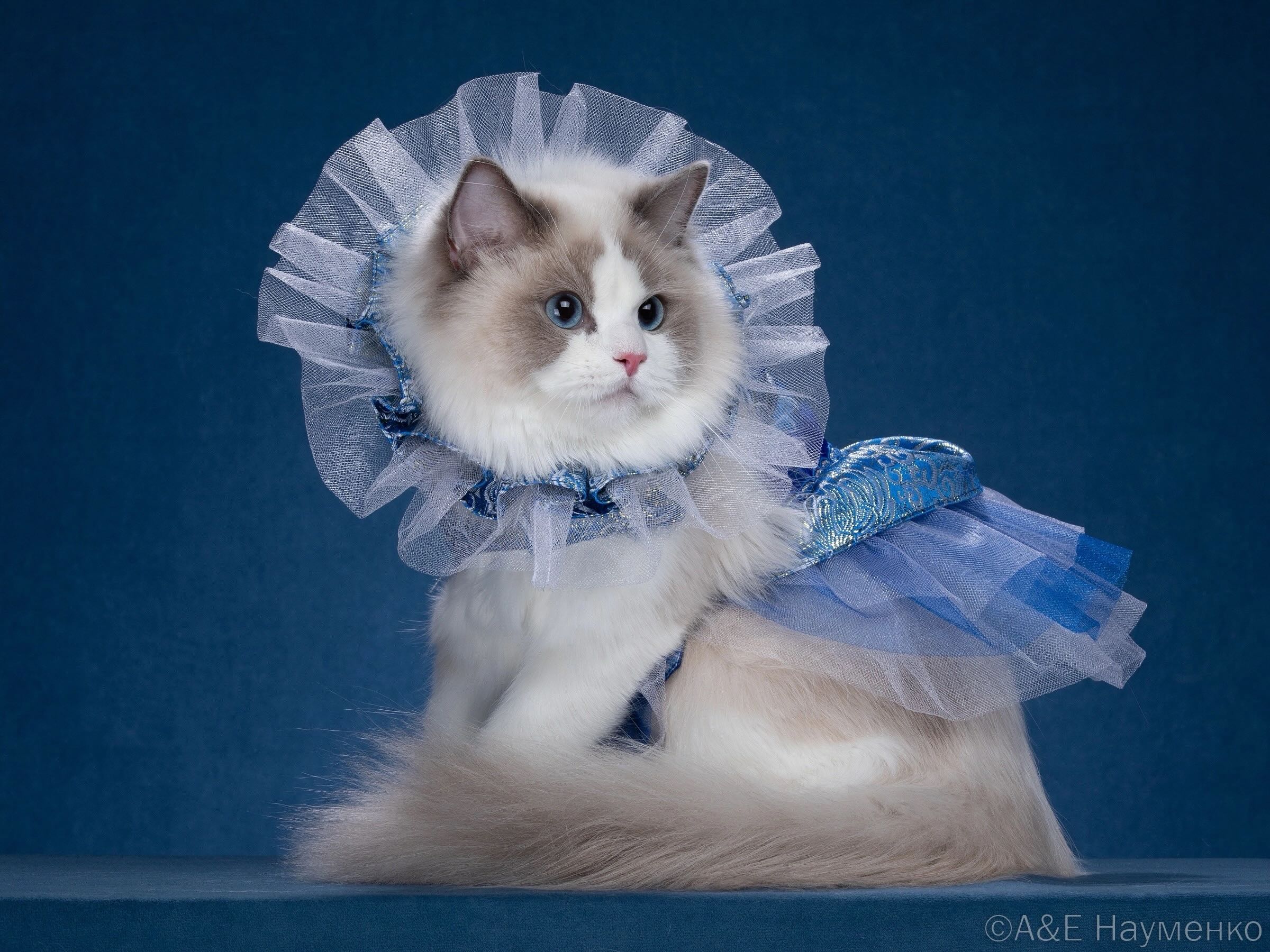 ragdoll  Z'Flower CareForPets*RU