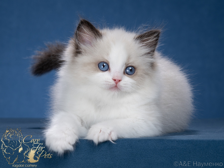 litter x-2025 ragdoll kittens