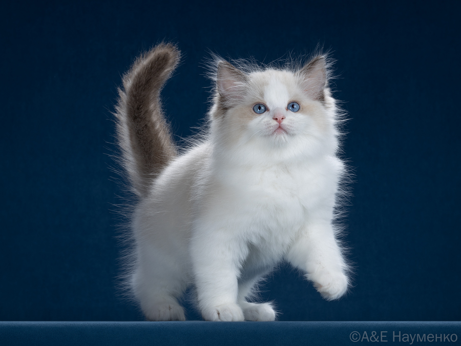 ragdoll kitten Archi
