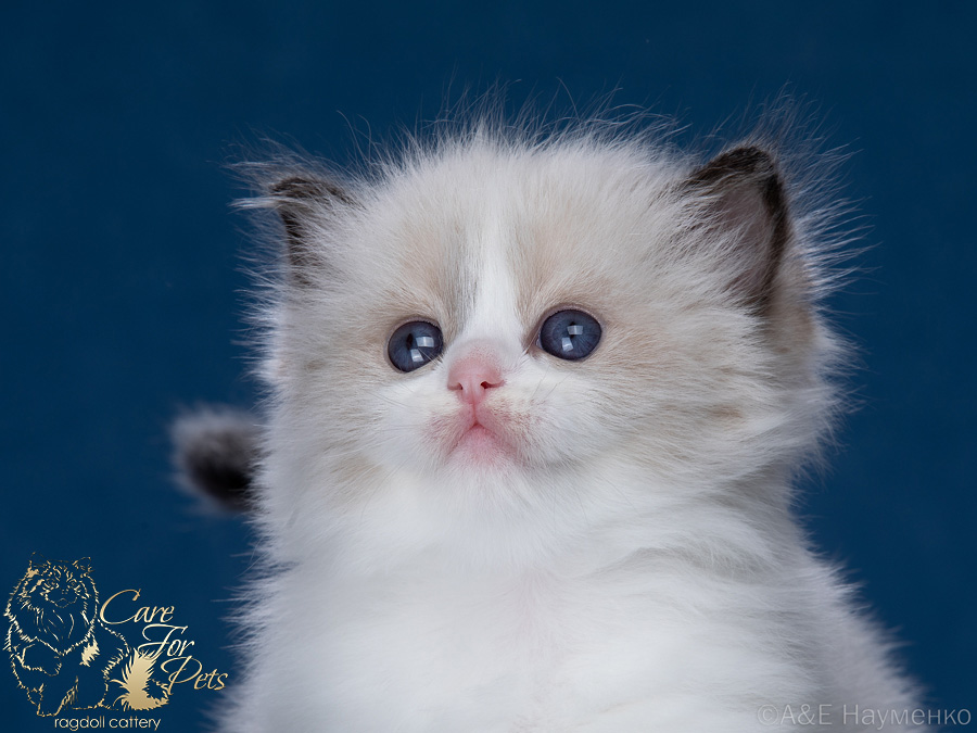 ragdoll kitten Angel CareForPets*RU