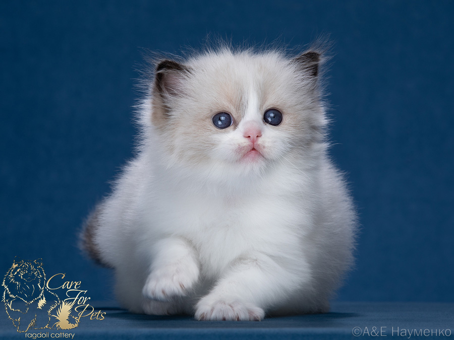 litter x-2024 ragdoll kittens