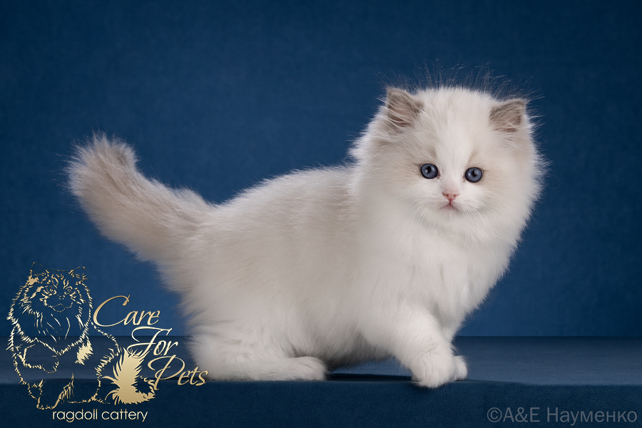 ragdoll kitten Allison CareForPets