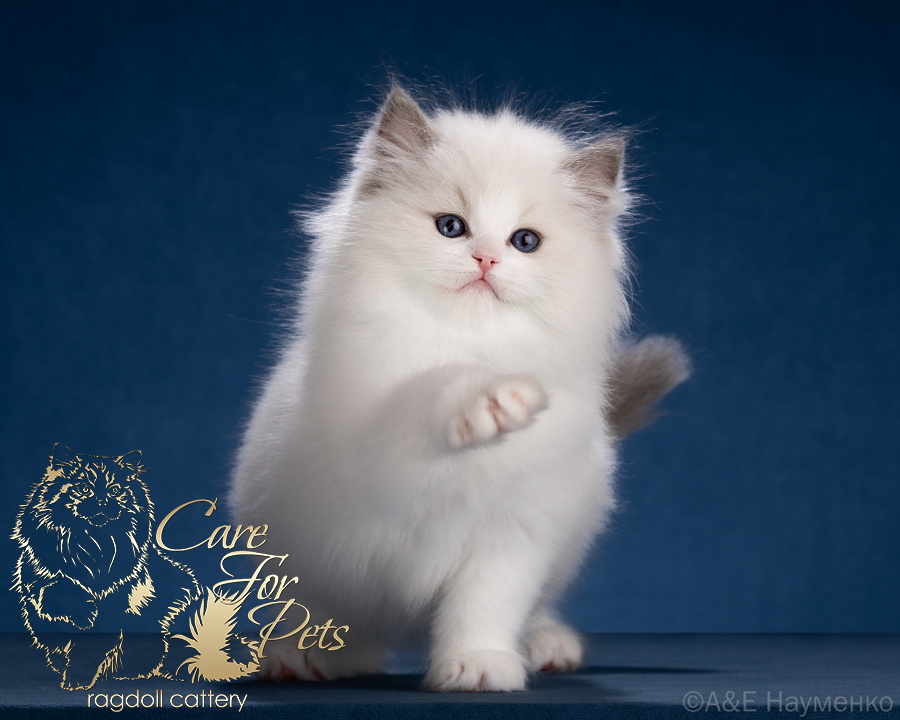 ragdoll kitten Anabell