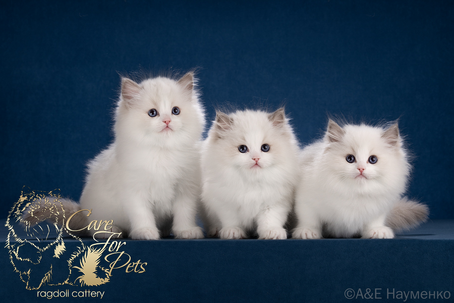 litter a-2025 ragdoll kittens