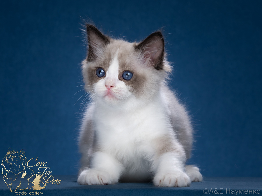 ragdoll kitten Bastian