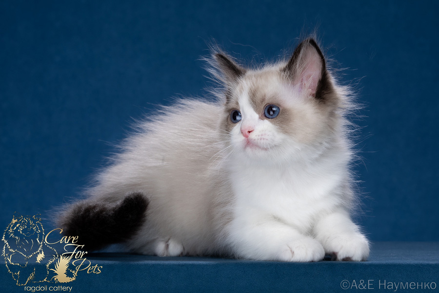 ragdoll kitten Beauty CareForPets*RU