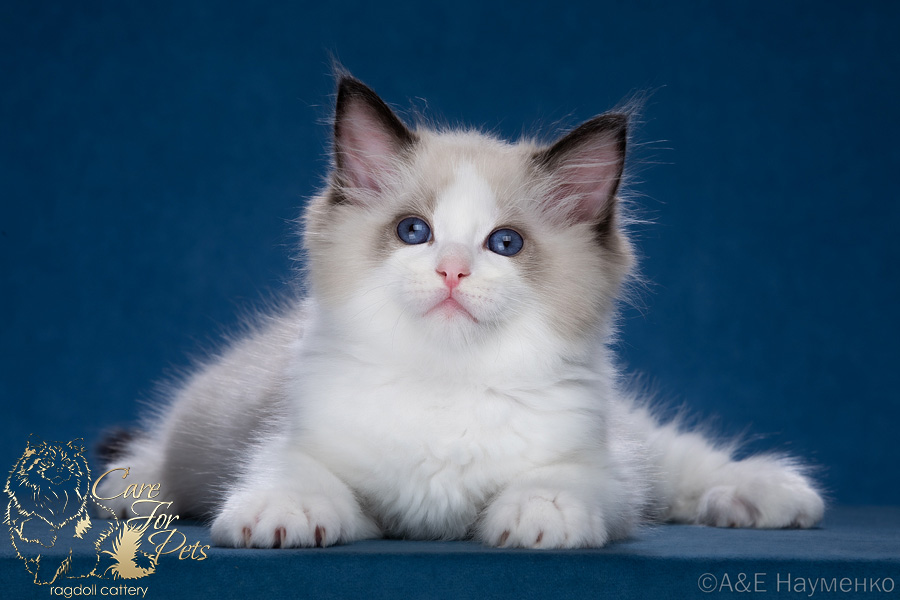 ragdoll kitten Zephyrus CareForPets*RU