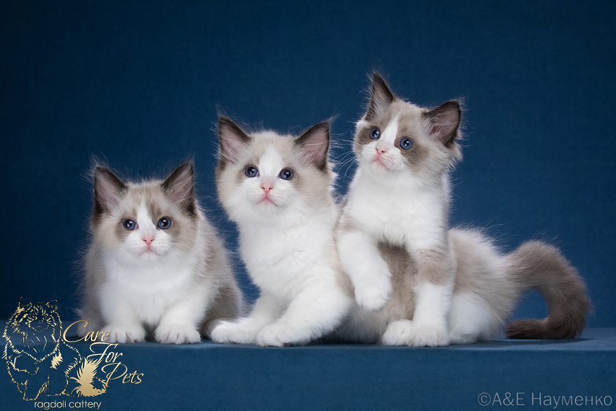 litter b-2024 ragdoll kittens