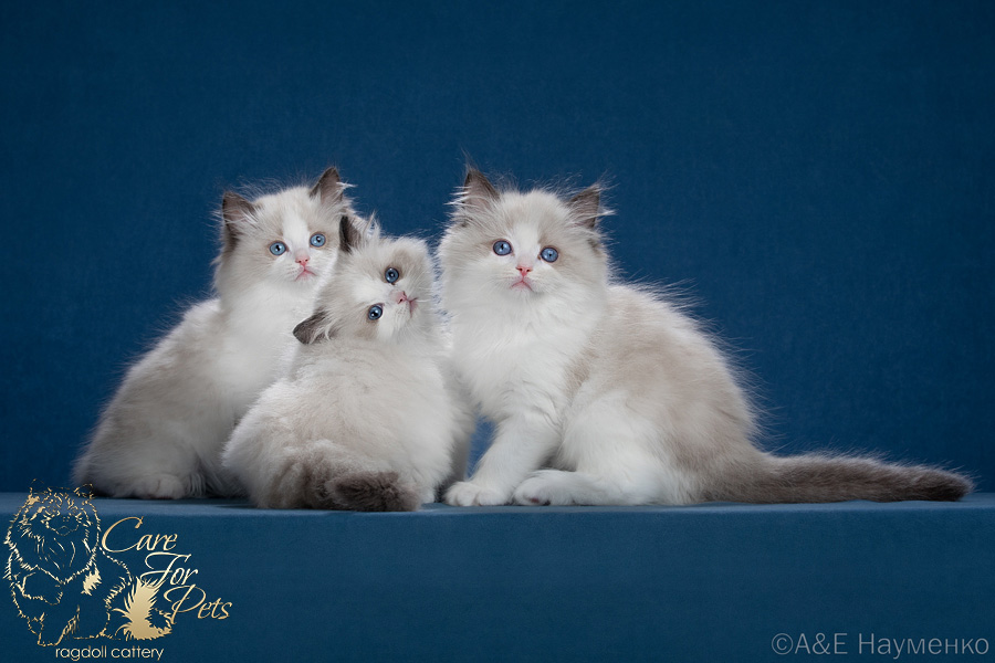 litter b2-2024 ragdoll kittens