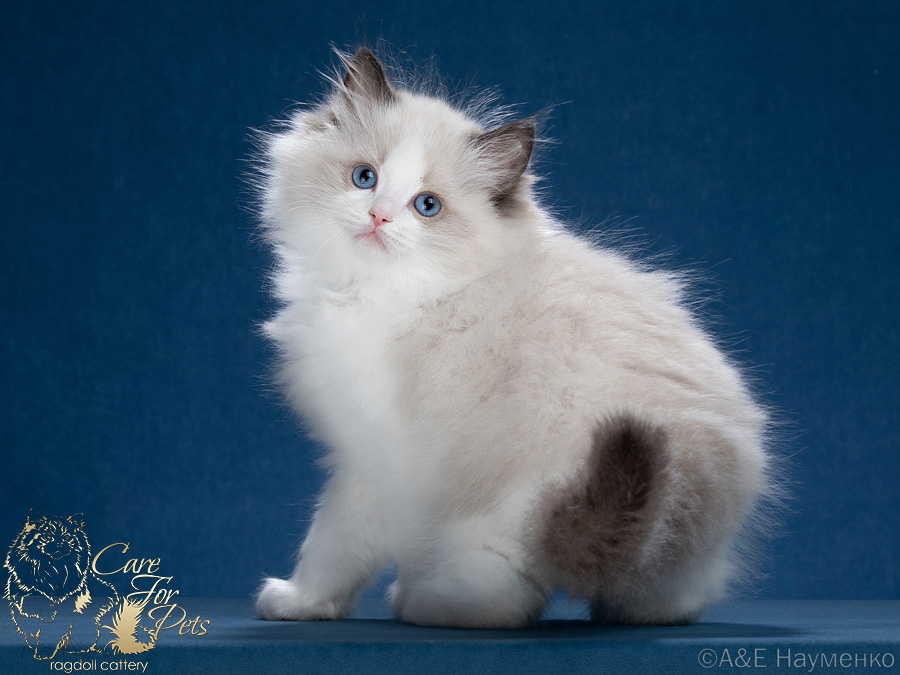 ragdoll kitten Barney