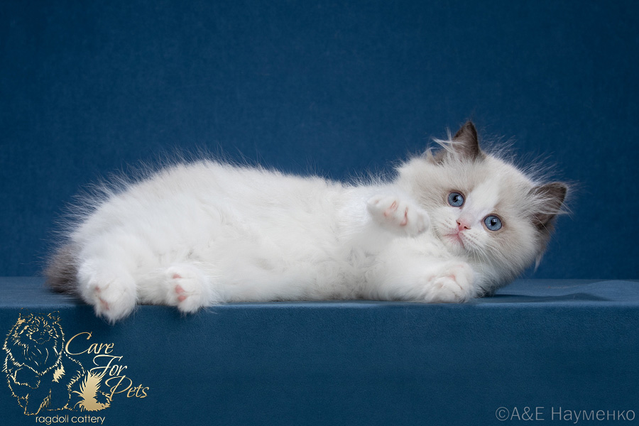 ragdoll kitten biker