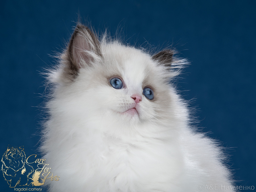 ragdoll kitten Bounty