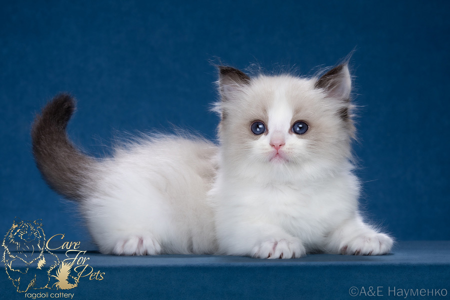 ragdoll kitten C'Silver