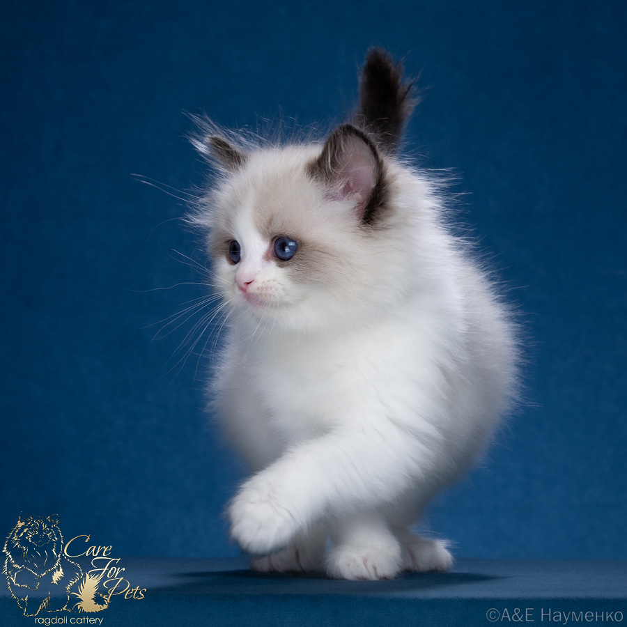 Ragdoll Kitten Caesar CareForPets*RU