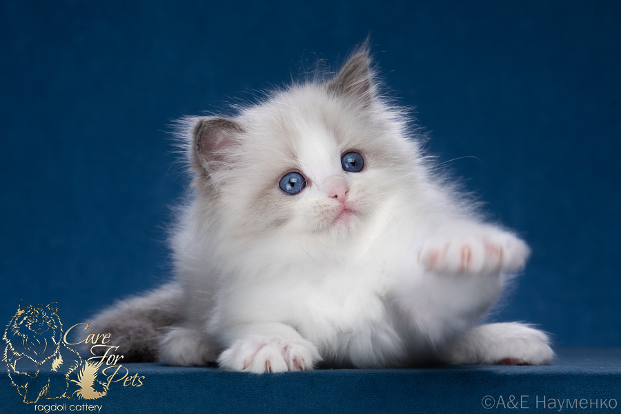 Ragdoll kitten Chantal CareForPets*RU