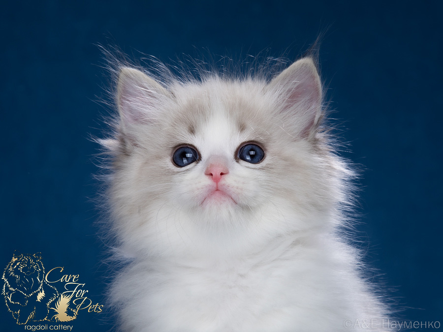 ragdoll kitten Charles CareForPets*RU