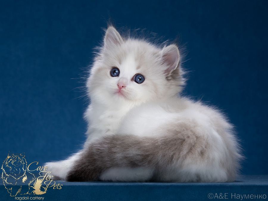 ragdoll kitten Cherry-2024