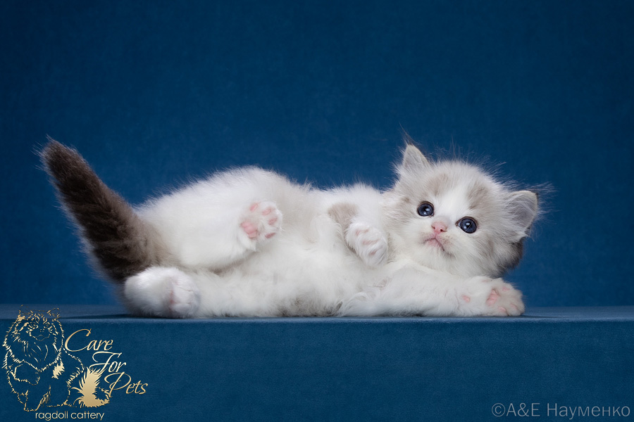 ragdoll kitten Christian CareForPets*RU