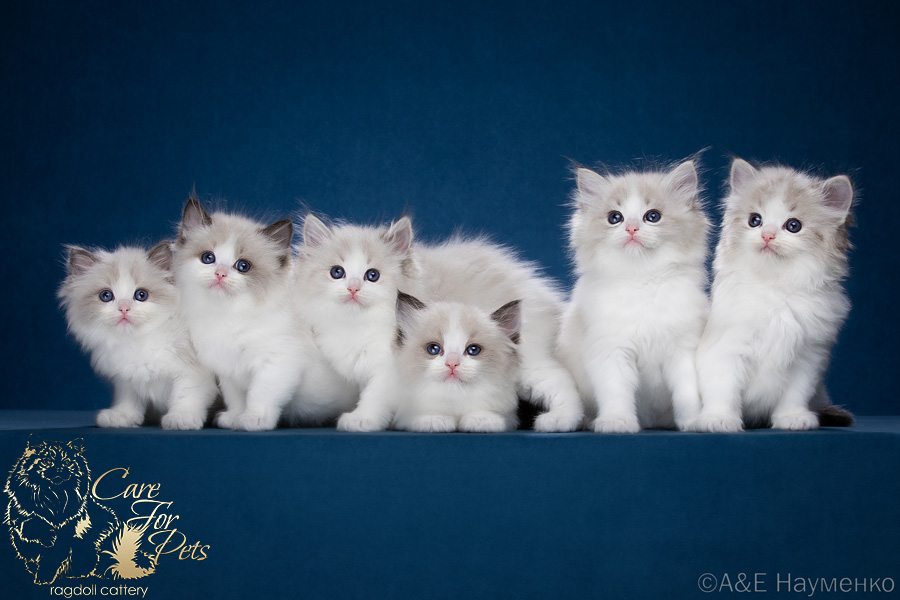 litter c-2024 ragdoll kittens