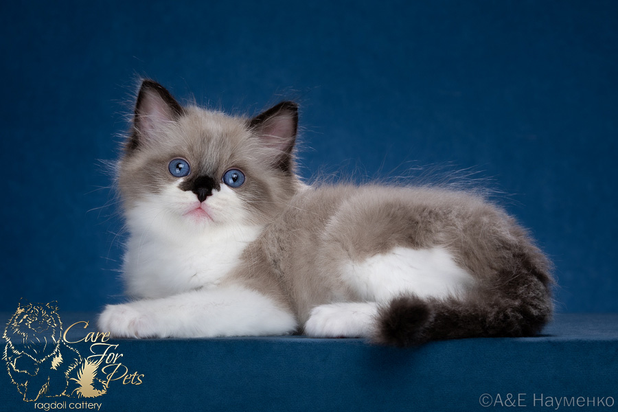 ragdoll kitten Dandy CareForPets*RU