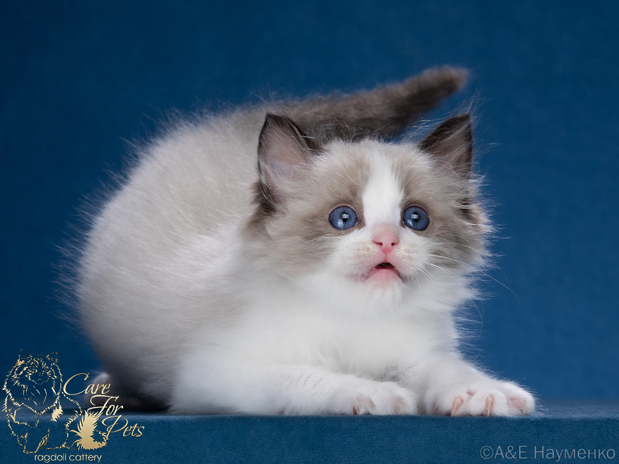 ragdoll kitten Dandy CareForPets*RU