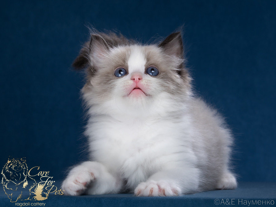 Ragdoll kitten de Luxe CareForPets*RU