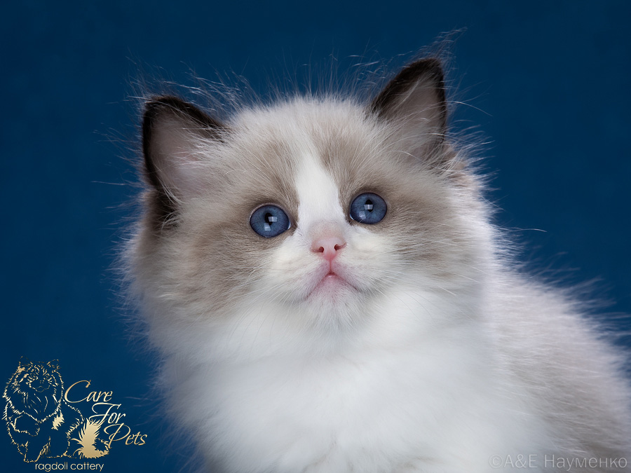 ragdoll kitten Dennis-2024