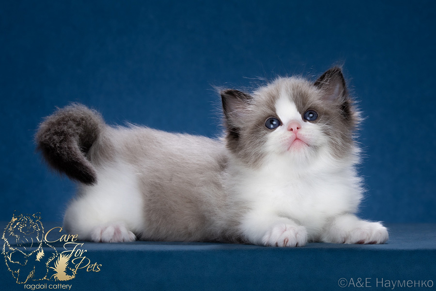 ragdoll kitten Dorius CareForPets*RU