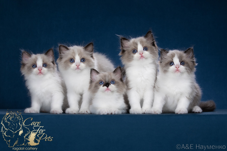 litter d-2024 ragdoll kittens