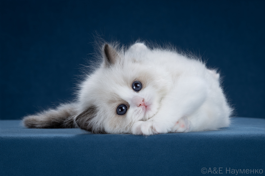 ragdoll kitten Dolly