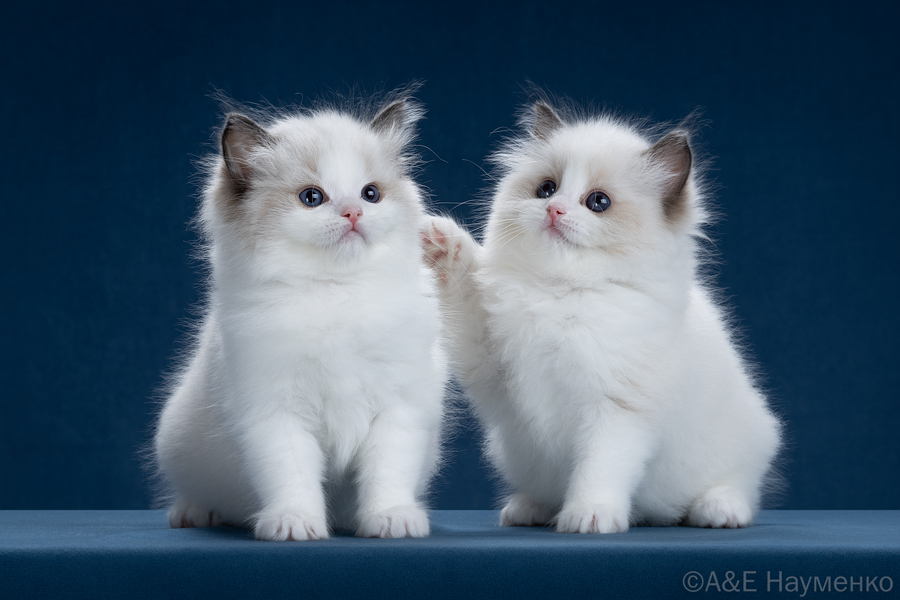 litter D-2026-2  ragdoll kittens