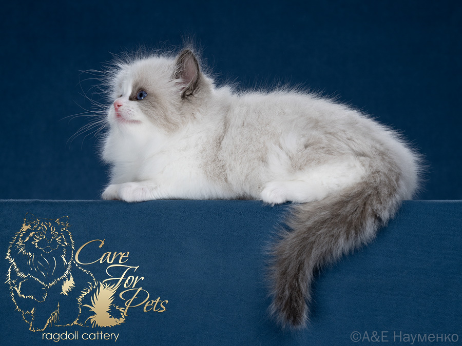 ragdoll kitten Demi Moore