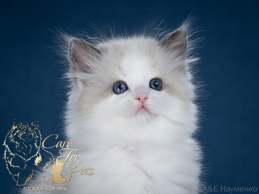 ragdoll kitten Dolly