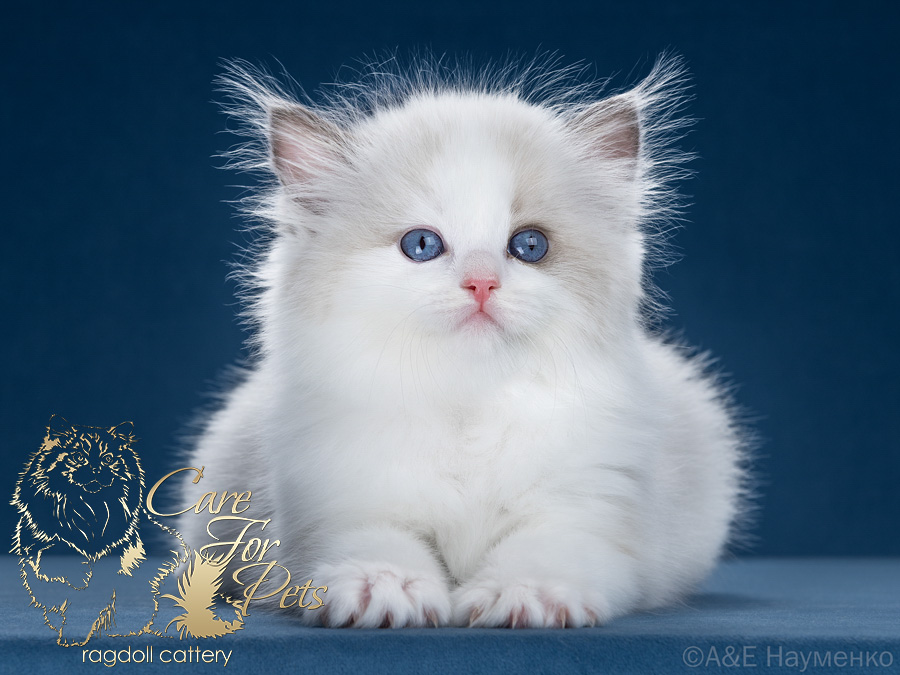 ragdoll kitten Dushess