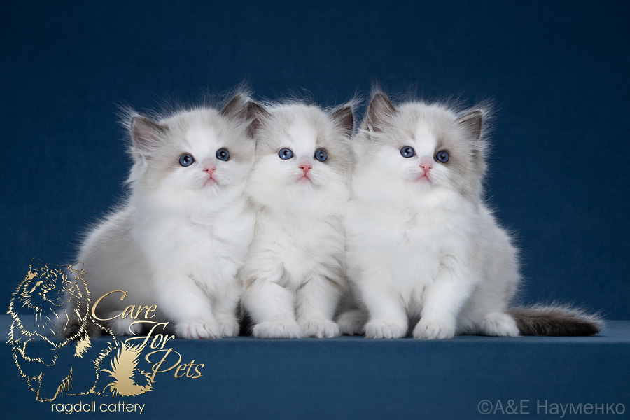 litter D-2026 ragdoll kittens