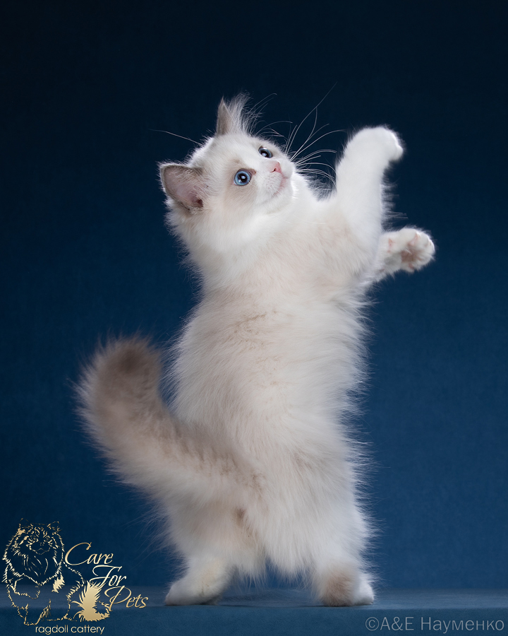 ragdoll kitten Edith-Piaf