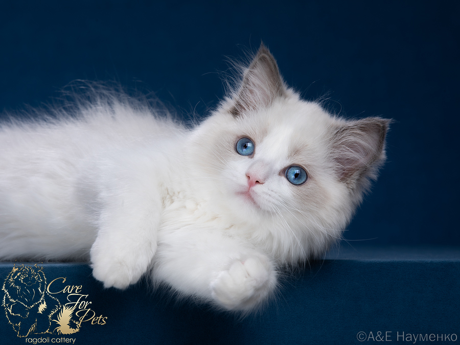 Ragdoll kitten Elizabeth Taylor CareForPets*RU