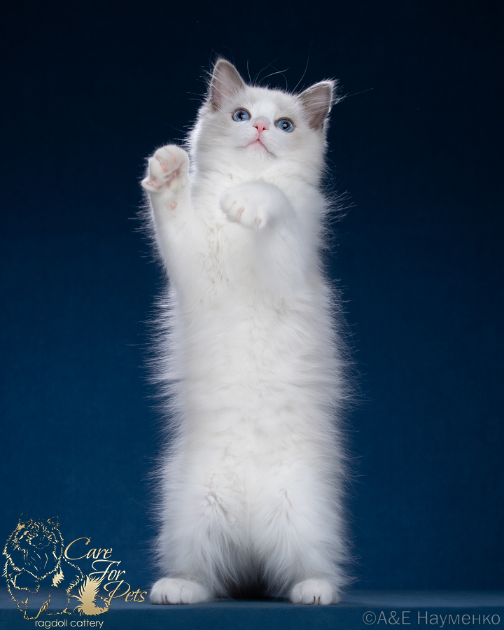 ragdoll kitten Elvis CareForPets*RU