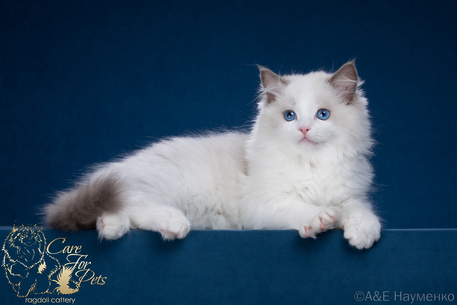 ragdoll kitten Eric CareForPets*RU