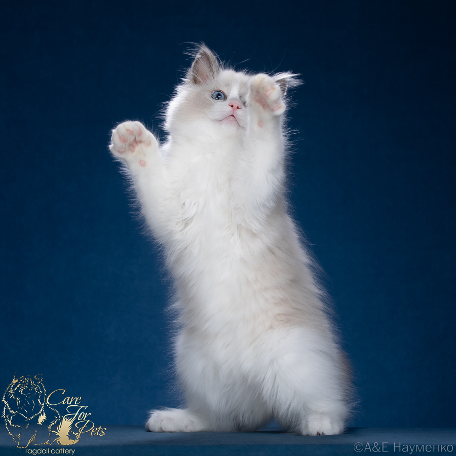 ragdoll kitten Eva CareForPets*RU